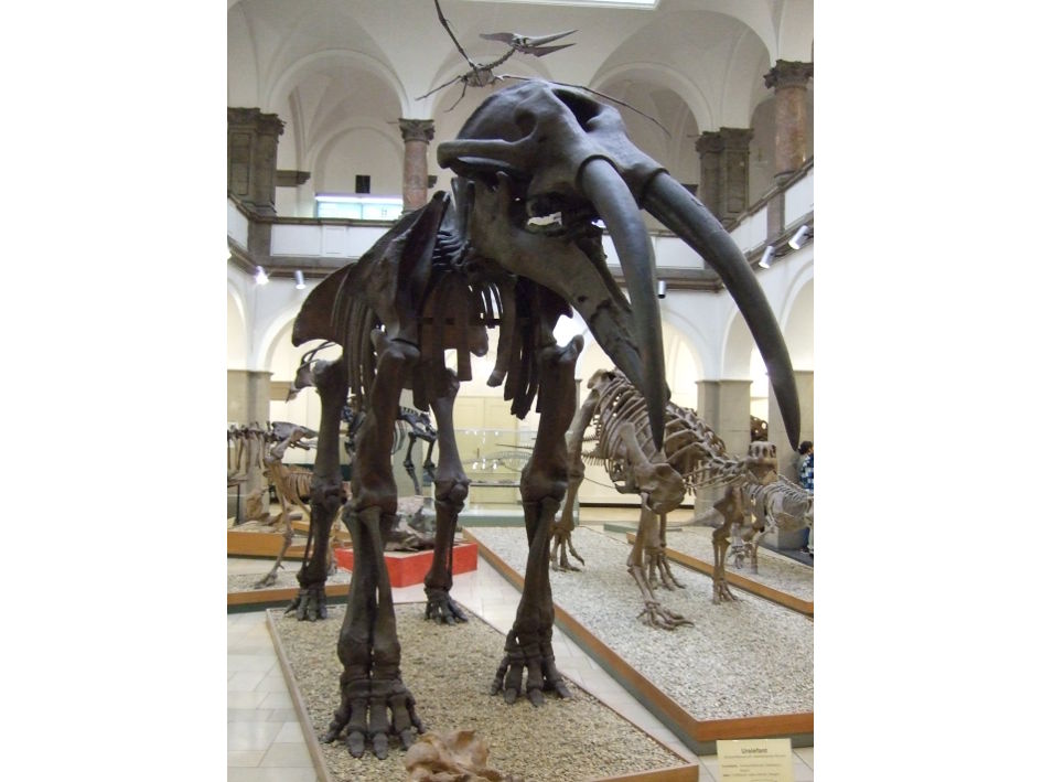 Urelefant in der Paläontologischen Staatssammlung