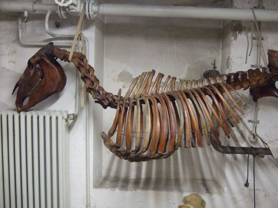 Pferd im Keller der Paläontologischen Staatssammlung